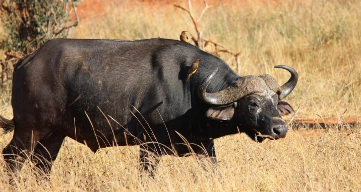 Buffalo