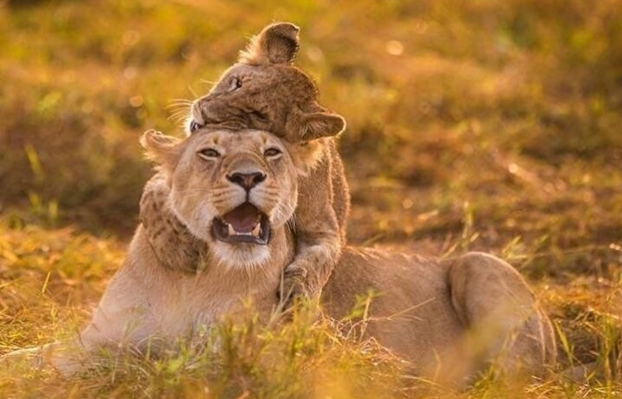 Tiger love