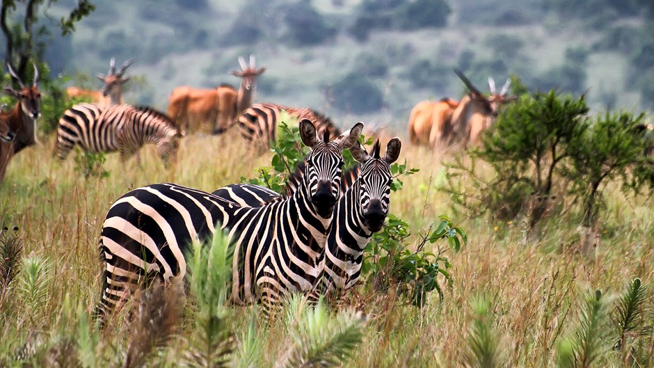 16 Days Kenya & Tanzania Wildlife Safari Combined Kenya Tanzania Safari Tour in 16 Days